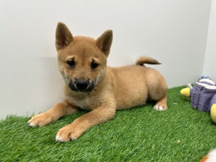 Shiba Inu male Chiot à vendre 003135487