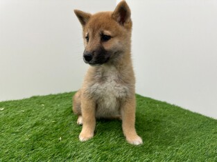 Shiba Inu female Puppy for sale 003135488