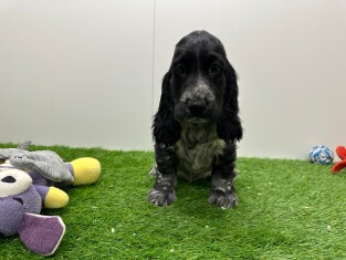 Engelse Cocker Spaniel teefje 003135497