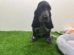 Engelse Cocker Spaniel teefje 003135498