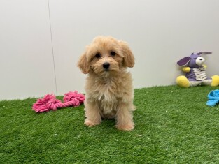 Maltipoo femelle 003135725