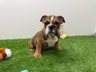 Engelse Buldog teefje Puppy te koop 003135732