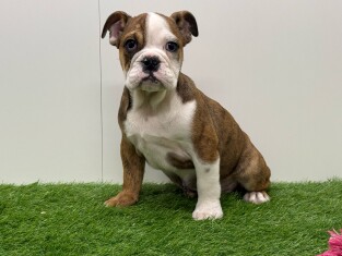 Engelse Buldog teefje Puppy te koop 003135734