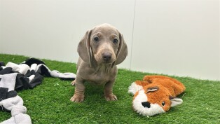 Teckel reu Puppy te koop 003135737