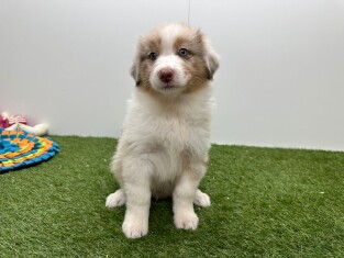 Australische Herder reu Chocolat Merle - PUP-ID 003312611 | Dierenhof Debrabandere