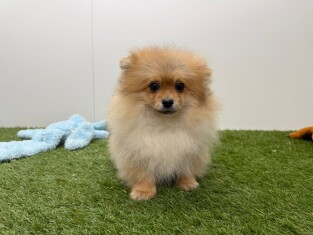 Pomeranian male Puppy for sale 003465267