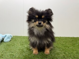 Loulou de Pomeranie femelle Chiot à vendre 003465817