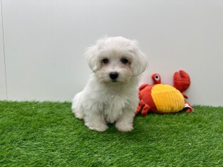 Maltezer reu Puppy te koop 003807386
