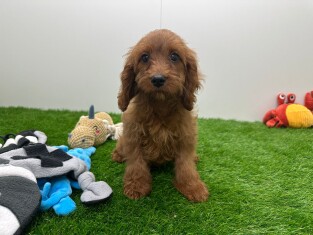 Cavapoo teefje Puppy te koop 003807390