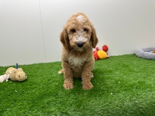 Goldendoodle male Puppy for sale 003807394