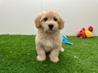 Maltipoo male Chiot à vendre 003807397