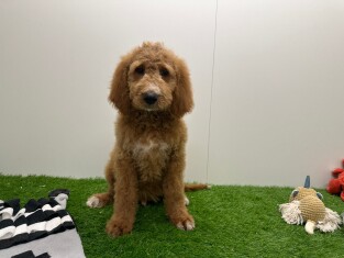 Goldendoodle reu Puppy te koop 003807400