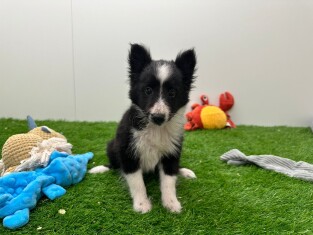 Shetland Sheepdog male Puppy for sale 003807928