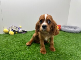 Cavalier King Charles Spaniel reu Puppy te koop 003807929