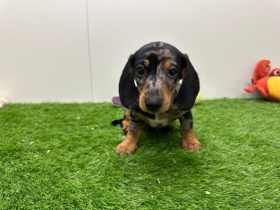 Dachshund male Puppy for sale 004085463