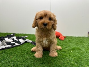 Cavapoo reu Puppy te koop 004085470