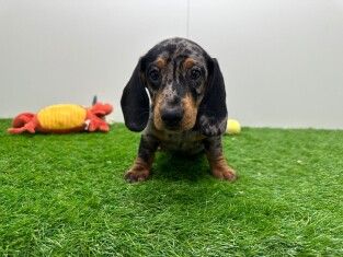 Dachshund male Puppy for sale 004085473