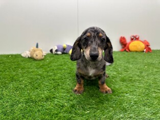Dachshund male Puppy for sale 004085479