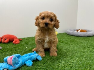 Cavapoo male Chiot à vendre 004085480