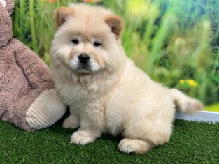 Chow Chow male 004108693