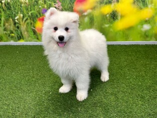 Samoyed male Puppy for sale 004109408
