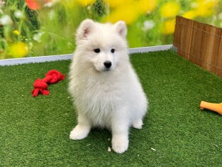 Samoyed male Puppy for sale 004109409