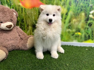 Samoyed female Puppy for sale 004109559