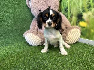 Cavalier King Charles Spaniel male Puppy for sale 004109953