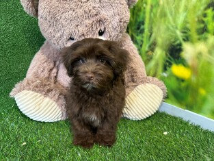 Havanese male Puppy for sale 004110268