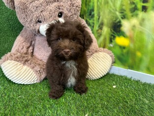 Havanese male Puppy for sale 004110276