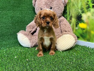 Cavalier King Charles Spaniel male 004112699