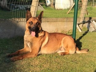 Berger Malinois male Adoption à vendre 004487897