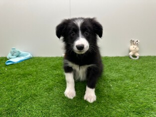 Border Collie male Chiot à vendre 004997134