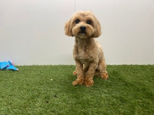 Maltipoo male SOS Puppy for sale 005201632