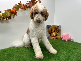 Koningspoedel reu Volwassen te koop 005201652