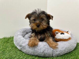 Yorkshire Terrier male Chiot à vendre 005202412