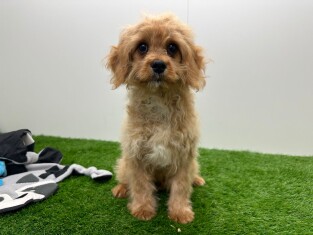 Cavapoo male Puppy for sale 005202420