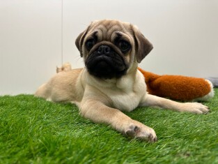 Mopshond reu Puppy te koop 005202467