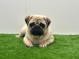Pug male Adolescent Puppy for sale 005202467