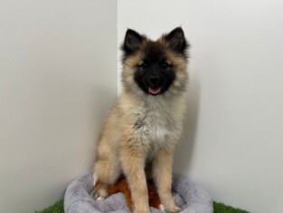 Spitz Loup femelle Chiot à vendre 005202477