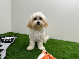 Maltipoo male Adolescent à vendre 005202482