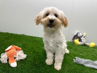 Maltipoo reu 005202496