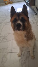 Amerikaanse Akita reu 005589245