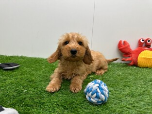 Cockapoo teefje Puppy te koop 005794012