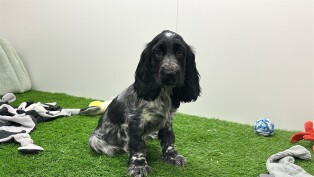 Cocker Anglais femelle Chiot à vendre 005794017