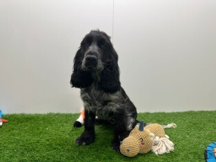 Cocker Anglais femelle Chiot à vendre 005794036