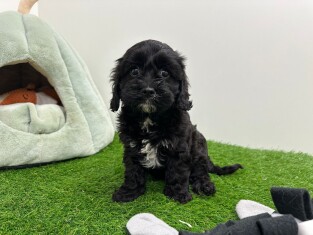 Cavapoo reu Puppy te koop 005794038