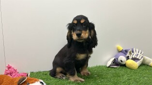 English Cocker Spaniel male Puppy for sale 005795226