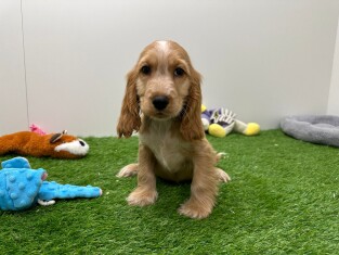 English Cocker Spaniel male Puppy for sale 005795229