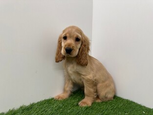 English Cocker Spaniel female Puppy for sale 005795231